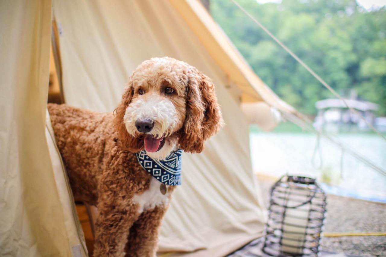 Timberline Glamping At Unicoi State Park Hotel Helen Exterior photo
